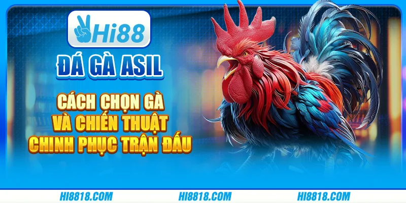 Đá Gà Asil tại Hi88 - Cách chọn gà và chiến thuật chinh phục trận đấu